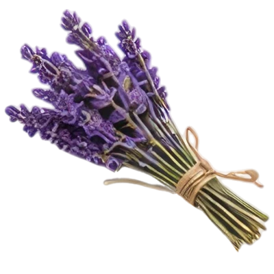 Лаванда