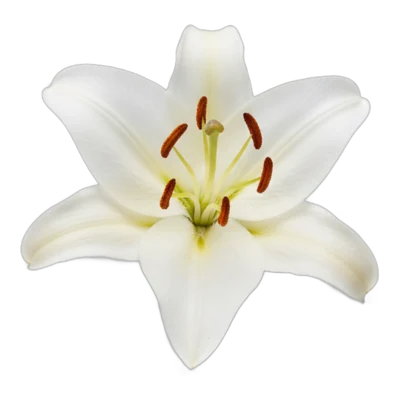 Лілія